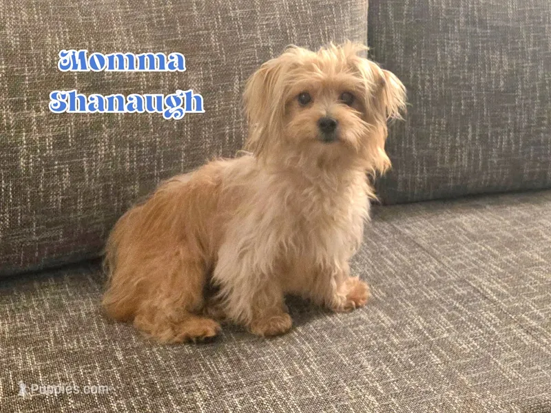  Shanaugh – Yorkshire Terrier puppy for sale in Crystal River, FL