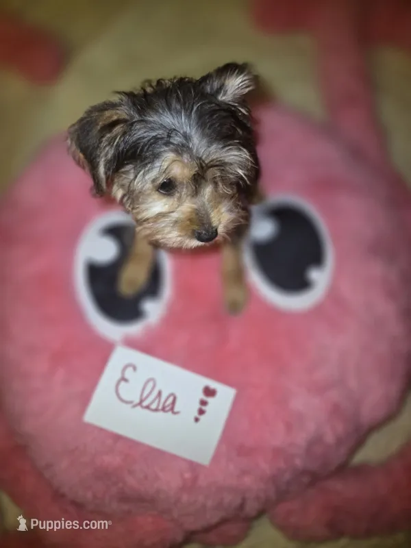 Elsa – Yorkshire Terrier puppy for sale in Crystal River, FL