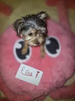 Elsa, a female Yorkshire Terrier for sale in Crystal River, FL – 2 of 9