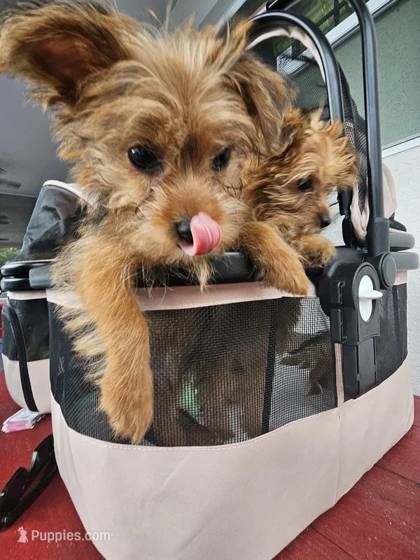 Ginger – Yorkshire Terrier puppy for sale in Crystal River, FL