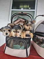 Elsa, a female Yorkshire Terrier for sale in Crystal River, FL – 8 of 9