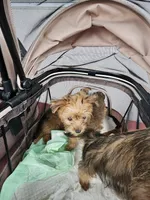 Ginger, a female Yorkshire Terrier for sale in Crystal River, FL – 5 of 9