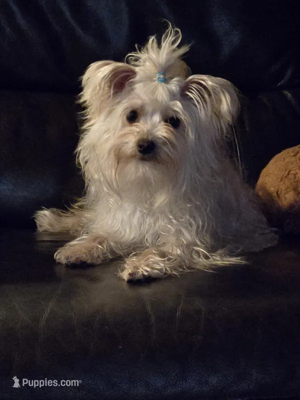 Finnegan – Yorkshire Terrier puppy for sale in Crystal River, FL