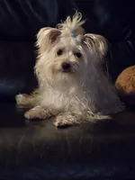 Finnegan, a male Yorkshire Terrier for sale in Crystal River, FL – 1 of 4