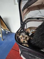 Tiny Flower, a female Yorkshire Terrier for sale in Crystal River, FL – 7 of 8