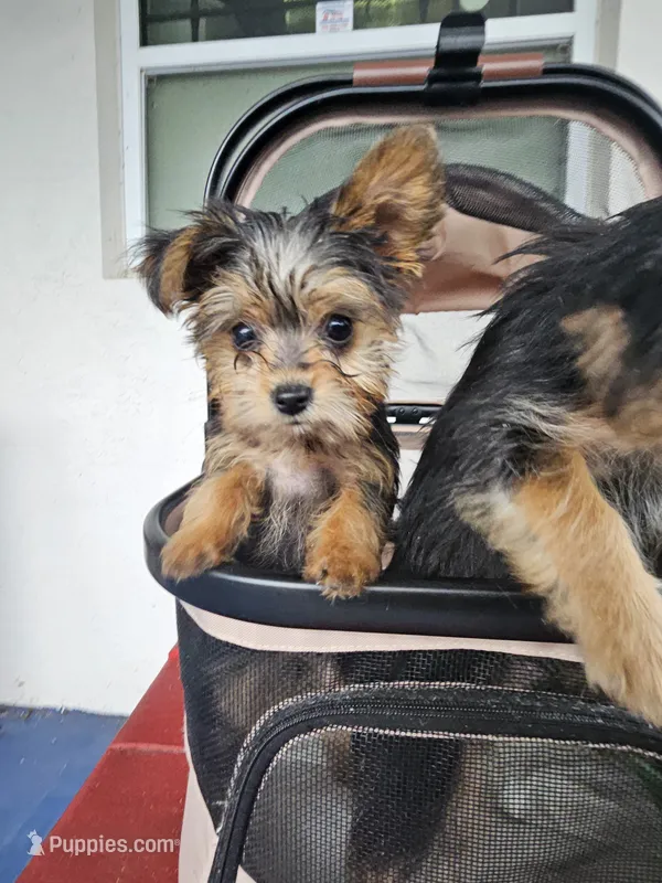 Tiny Flower – Yorkshire Terrier puppy for sale in Crystal River, FL
