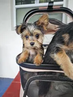 Tiny Flower, a female Yorkshire Terrier for sale in Crystal River, FL – 1 of 8