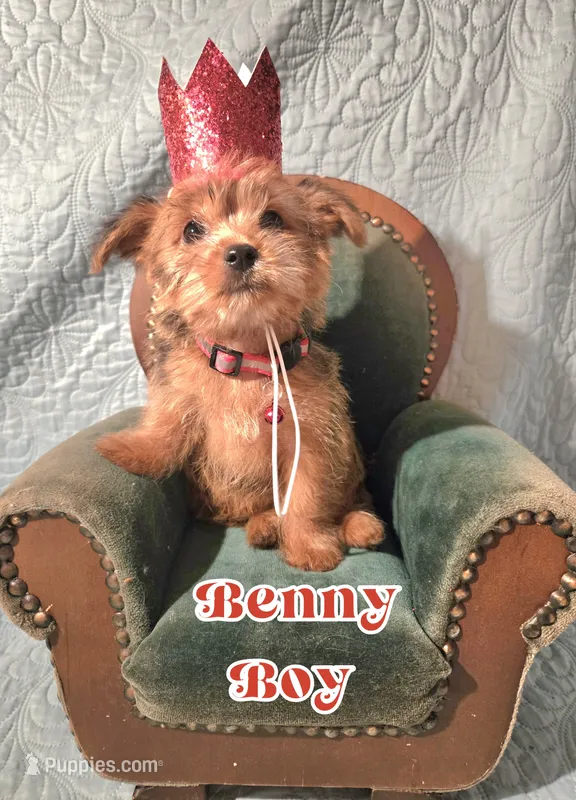 Benny – Yorkshire Terrier puppy for sale in Crystal River, FL