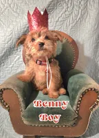 Benny, a male Yorkshire Terrier for sale in Crystal River, FL – 1 of 1