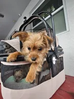Benny, a male Yorkshire Terrier for sale in Crystal River, FL – 5 of 6