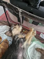 Elsa, a female Yorkshire Terrier for sale in Crystal River, FL – 5 of 9