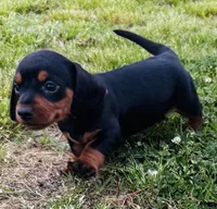 Topper, a male Miniature Dachshund for sale in Tulsa, OK – 1 of 2