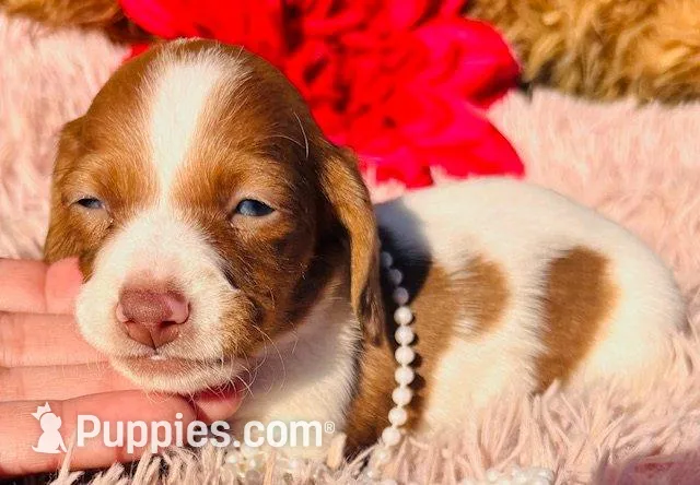Ruby-petite – Miniature Dachshund puppy for sale in Tulsa, OK
