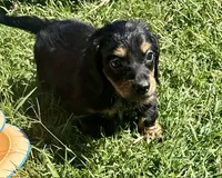 Murdock-LONGHAIR, a male Miniature Dachshund for sale in Claremore, OK – 3 of 3