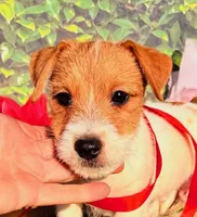 Channing, a male Jack Russell Terrier for sale in Tulsa, OK – Photo 2 of 4