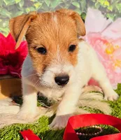 Channing, a male Jack Russell Terrier for sale in Tulsa, OK – Photo 3 of 4