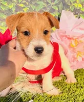 Channing, a male Jack Russell Terrier for sale in Tulsa, OK – Photo 1 of 4