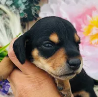 Alvin, a male Miniature Dachshund for sale in Tulsa, OK – 1 of 3