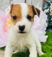 Tatum, a male Jack Russell Terrier for sale in Tulsa, OK – 4 of 4