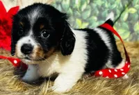 Ashley, a female Miniature Dachshund for sale in Tulsa, OK – 2 of 3