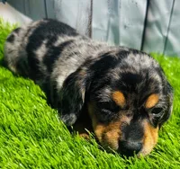 Electra- DAPPLE, a female Miniature Dachshund for sale in Tulsa, OK – 3 of 3