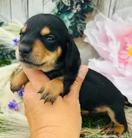 Alvin, a male Miniature Dachshund for sale in Tulsa, OK – 2 of 3