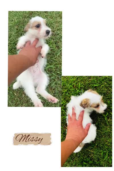 Missy-Video in ad!, a female Jack Russell Terrier for sale in Tulsa, OK – 2 of 2