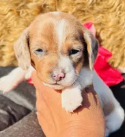 Mini-dapple, a female Miniature Dachshund for sale in Tulsa, OK – Photo 1 of 4