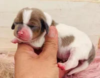 Mini-dapple, a female Miniature Dachshund for sale in Tulsa, OK – Photo 4 of 4