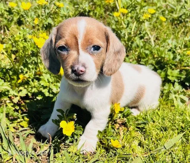 Mini-Piebald Dapple (SWEET as they come!) – Miniature Dachshund puppy for sale in Tulsa, OK