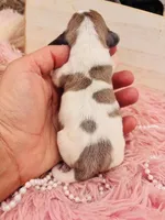 Mini-dapple, a female Miniature Dachshund for sale in Tulsa, OK – Photo 3 of 4