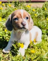 Mini-Piebald Dapple (SWEET as they come!), a female Miniature Dachshund for sale in Tulsa, OK – Photo 2 of 7