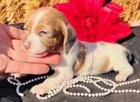 Mini-dapple, a female Miniature Dachshund for sale in Tulsa, OK – Photo 2 of 4