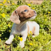 Mini-Piebald Dapple (SWEET as they come!), a female Miniature Dachshund for sale in Tulsa, OK – Photo 3 of 7