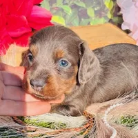 BLUE/tan longhair, a male Miniature Dachshund for sale in Tulsa, OK – Photo 1 of 2