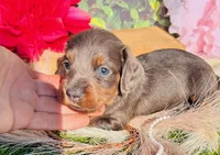 BLUE/tan longhair, a male Miniature Dachshund for sale in Tulsa, OK – Photo 1 of 2