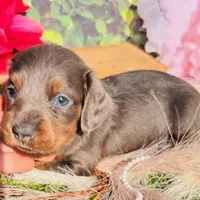 BLUE/tan longhair, a male Miniature Dachshund for sale in Tulsa, OK – Photo 2 of 2