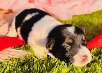 Kassy, a female Jack Russell Terrier for sale in Tulsa, OK – Photo 2 of 2