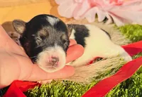 Kassy, a female Jack Russell Terrier for sale in Tulsa, OK – Photo 1 of 2