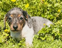 AKC Tinsley-DAPPLE!!!, a female Miniature Dachshund for sale in Tulsa, OK – 2 of 3