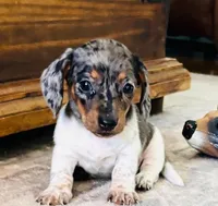AKC Tinsley-DAPPLE!!!, a female Miniature Dachshund for sale in Tulsa, OK – 1 of 3