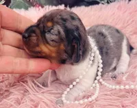 AKC Tinsley-DAPPLE!!!, a female Miniature Dachshund for sale in Tulsa, OK – 3 of 3