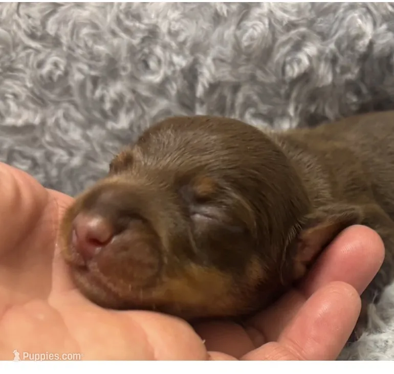 AKC Chocolate – Miniature Dachshund puppy for sale in Claremore, OK