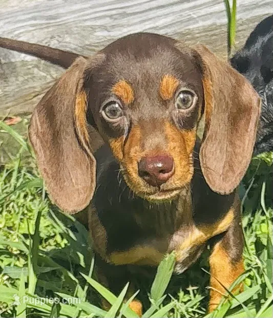 Chocolate Eddie – Miniature Dachshund puppy for sale in Tulsa, OK