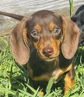 Chocolate Eddie, a male Miniature Dachshund for sale in Tulsa, OK – 1 of 2