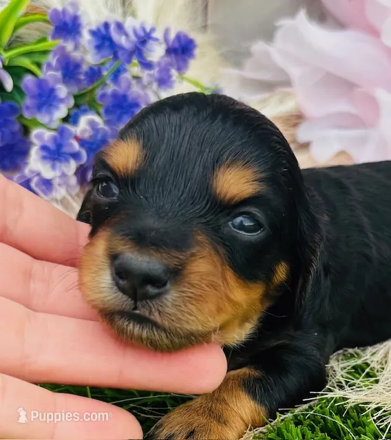 Longhair Armanie – Miniature Dachshund puppy for sale in Tulsa, OK
