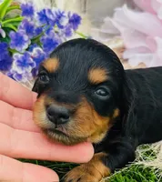 Longhair Armanie, a male Miniature Dachshund for sale in Tulsa, OK – 1 of 2