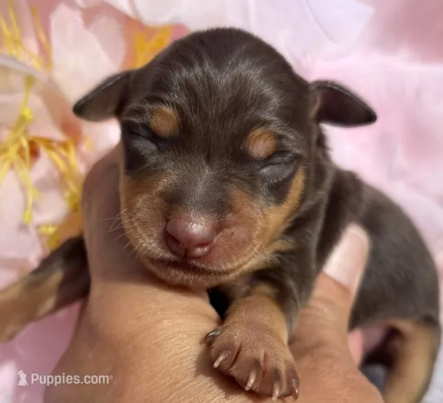 Natalie-Chocolate! – Miniature Pinscher puppy for sale in Claremore, OK