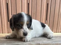 SUGAR-Dapple!!, a female Miniature Dachshund for sale in Tulsa, OK – 4 of 5
