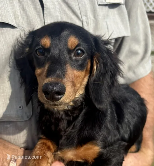 Longhair Armanie – Miniature Dachshund puppy for sale in Tulsa, OK